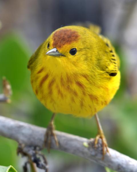 Yellow Warbler (Galapagos)