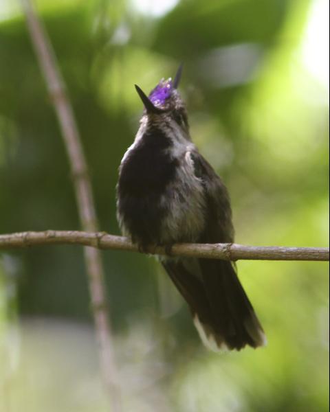 Purple-crowned Plovercrest