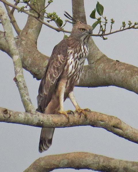 Changeable Hawk-Eagle (Crested)