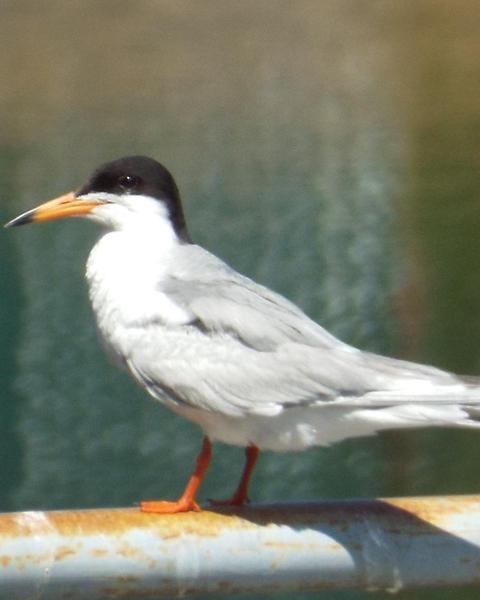 Common/Forster's Tern