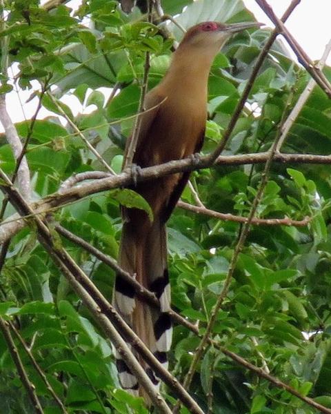 Great Lizard-Cuckoo (Cuban)