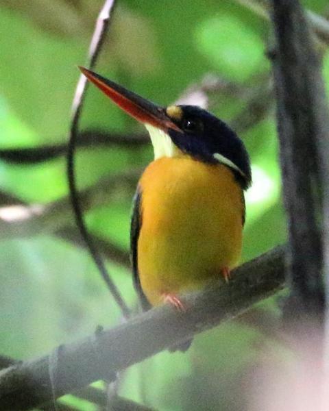 New Britain Dwarf-Kingfisher