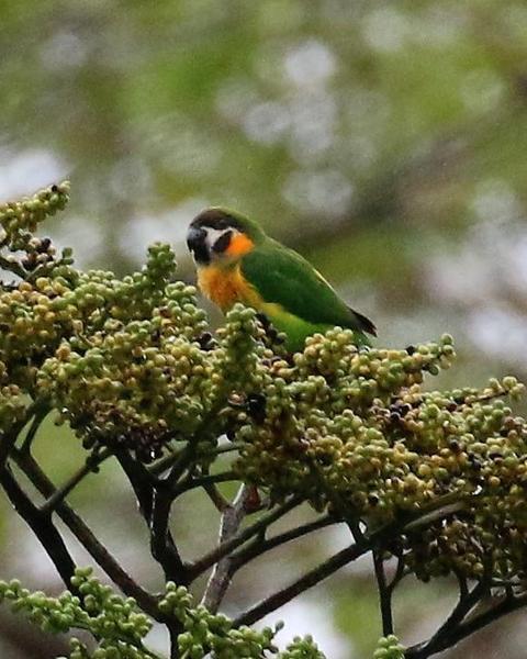 Orange-breasted Fig-Parrot (Dusky-cheeked)