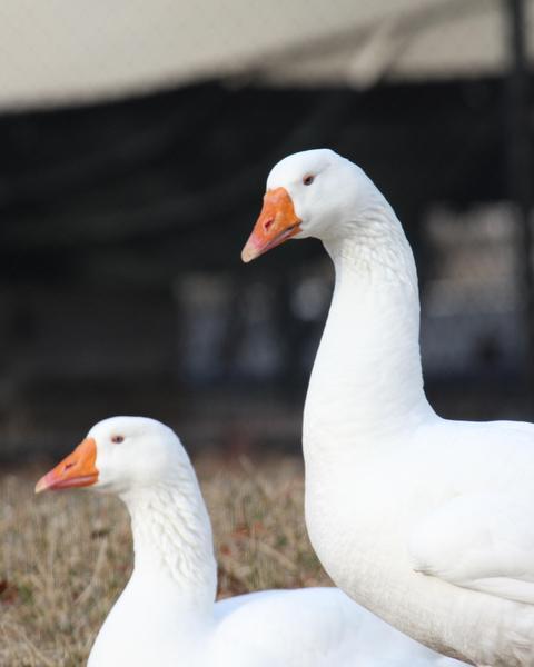 Domestic goose sp. (Domestic type)