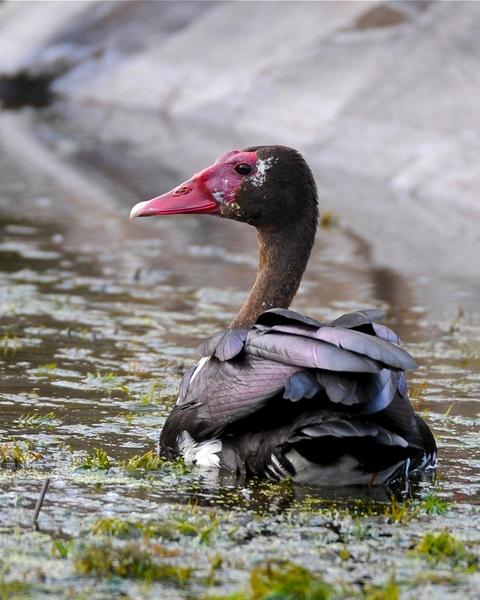 Spur-winged Goose (Southern)
