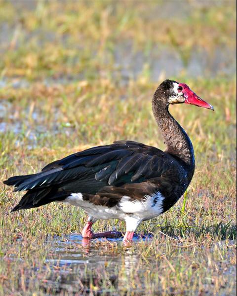 Spur-winged Goose (Southern)