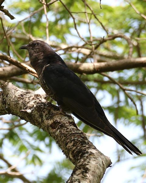 Black Cuckoo (Rufous-throated)