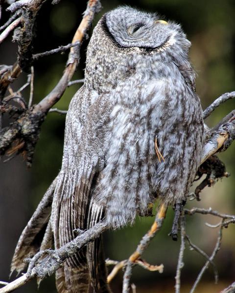 Great Gray Owl (American)