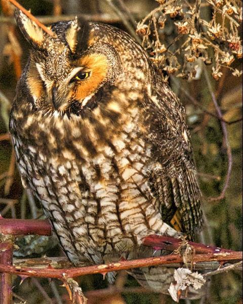 Long-eared Owl (American)