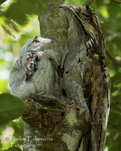 Northern Potoo (Middle American)