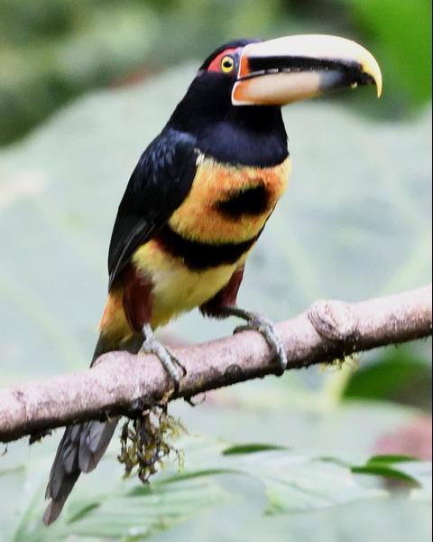 Collared Aracari (Pale-mandibled)