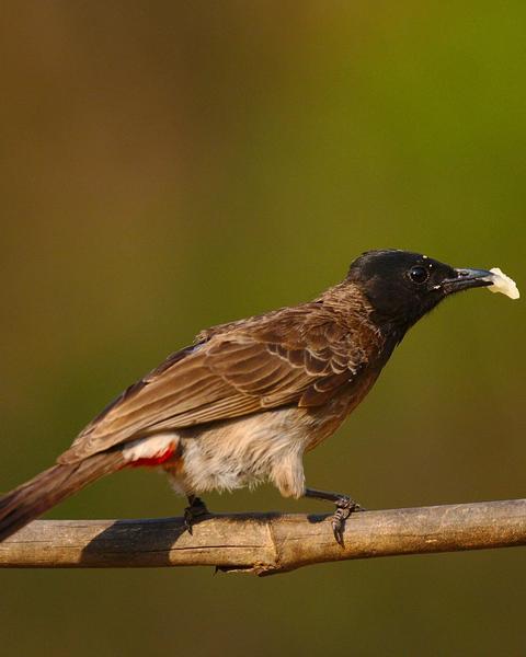 Red-vented/Red-whiskered Bulbul