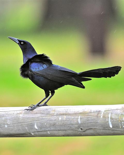 Great-tailed Grackle (Western)