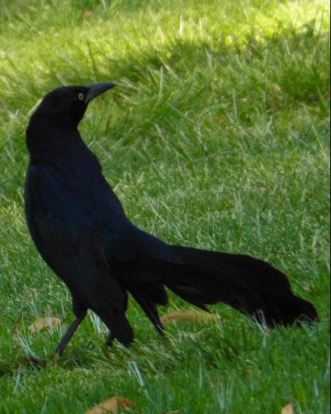 Great-tailed Grackle (Western)