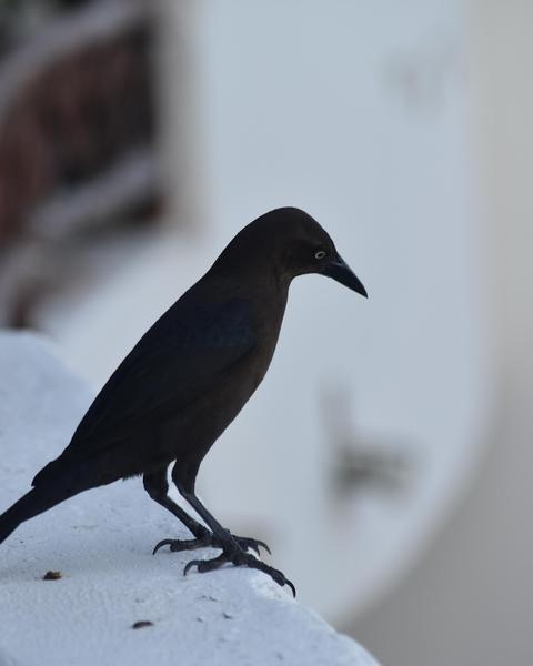 Great-tailed Grackle (Great-tailed)