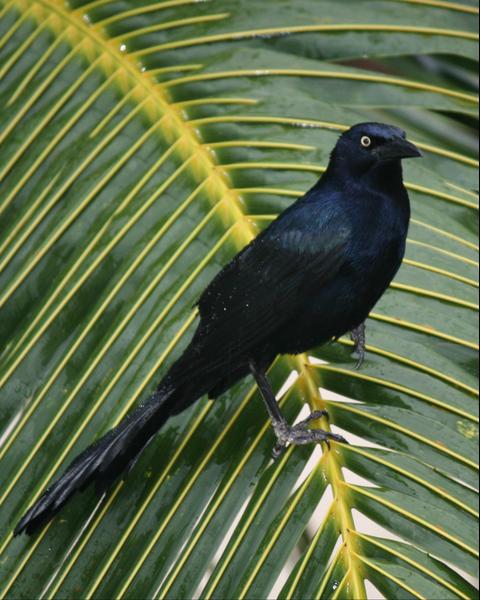Great-tailed Grackle (Great-tailed)