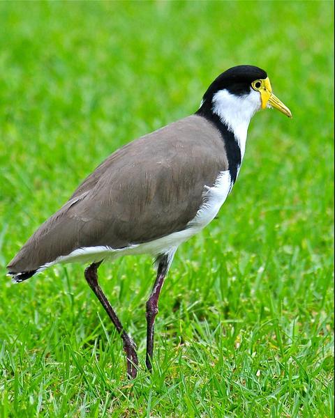 Masked Lapwing (Black-shouldered)