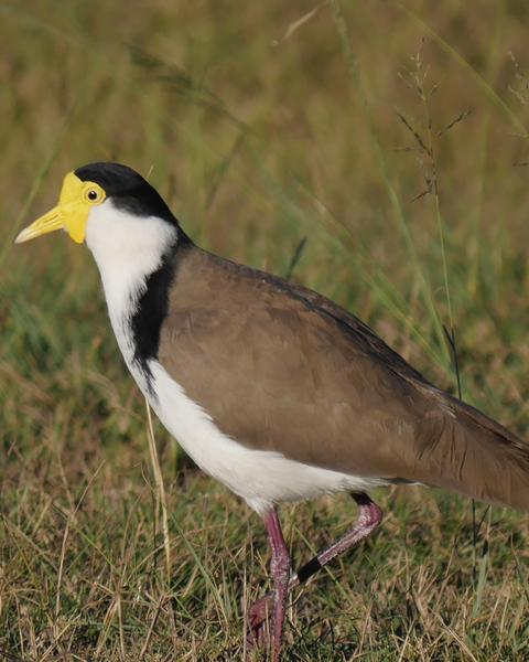 Masked Lapwing (Black-shouldered)