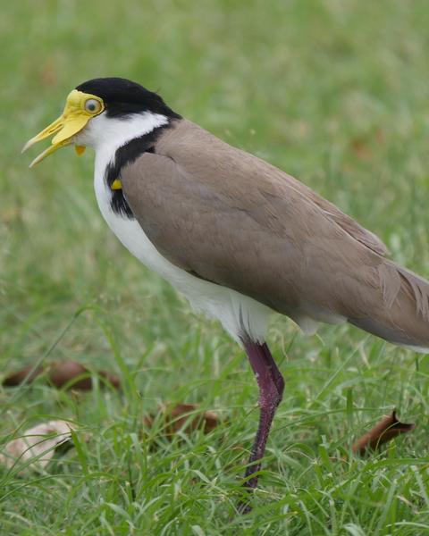 Masked Lapwing (Black-shouldered)