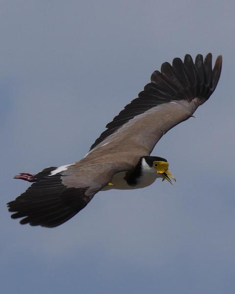 Masked Lapwing (Black-shouldered)