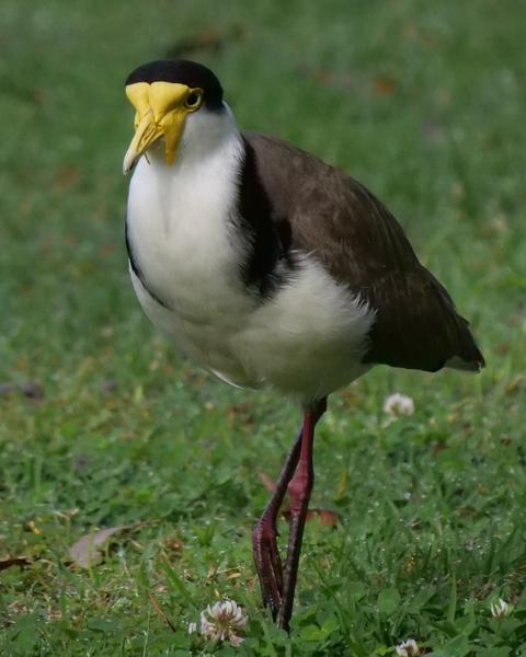 Masked Lapwing (Black-shouldered)