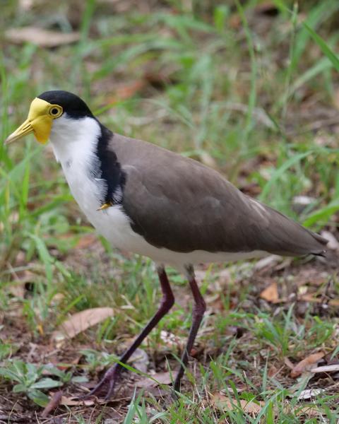 Masked Lapwing (Black-shouldered)