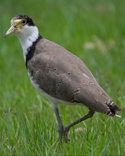 Masked Lapwing (Black-shouldered)