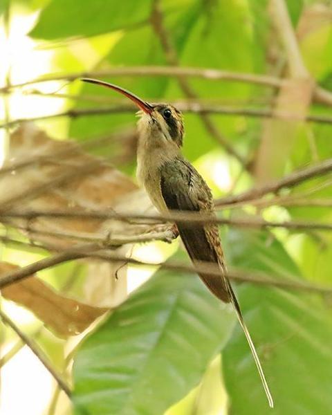 Mexican Hermit