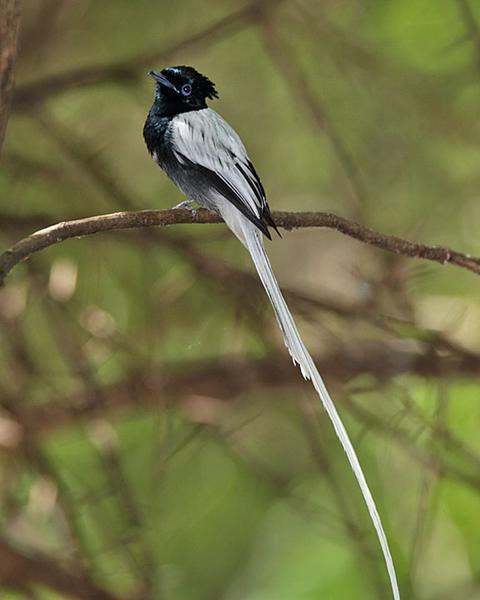 Madagascar Paradise-Flycatcher (Madagascar)