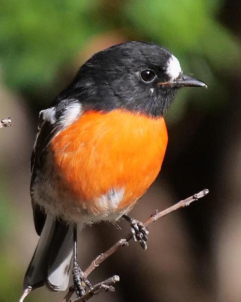 Scarlet Robin (Campbell's)