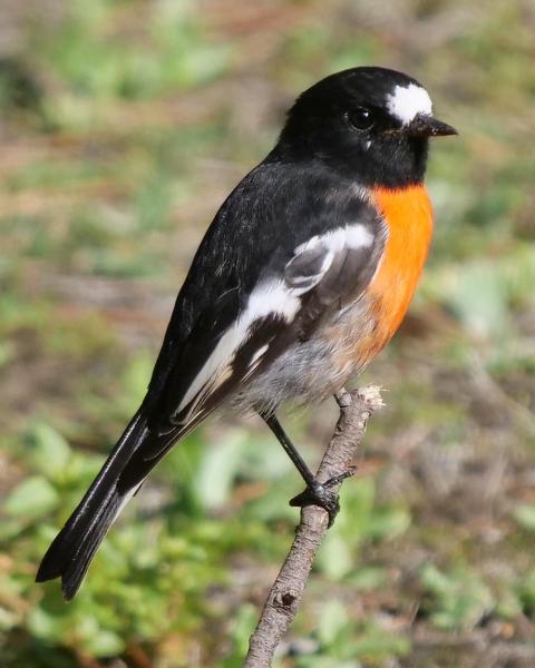 Scarlet Robin (Campbell's)
