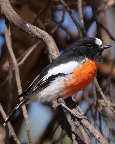 Scarlet Robin (Campbell's)