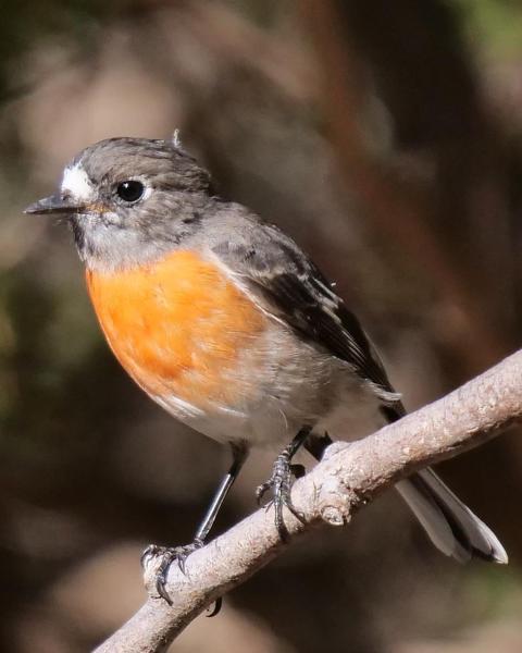 Scarlet Robin (Campbell's)