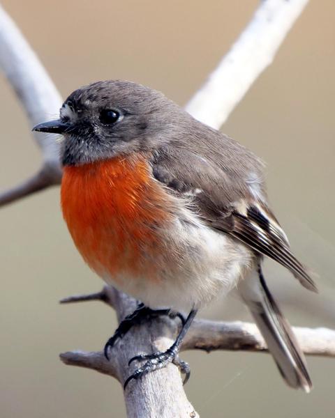Scarlet Robin (Campbell's)