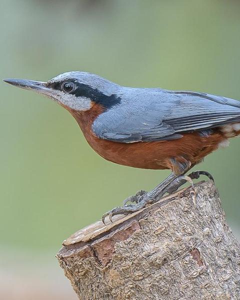 Indian/Chestnut-bellied Nuthatch