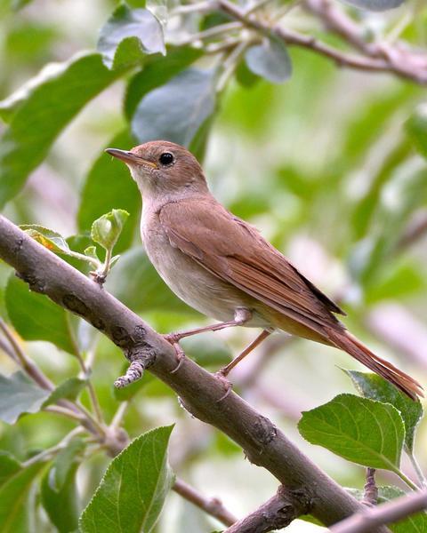 Common Nightingale (megarhynchos/africana)