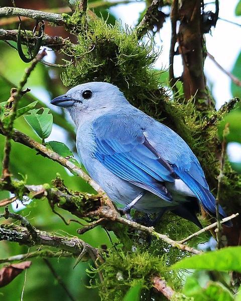 Blue-gray Tanager (Blue-gray)
