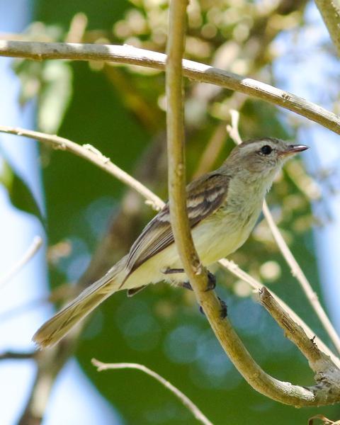 Mouse-colored Tyrannulet (Northern)