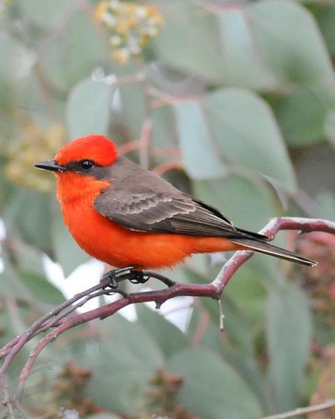 Vermilion Flycatcher (Northern)
