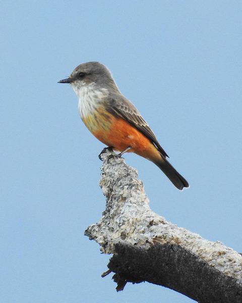 Vermilion Flycatcher (Northern)