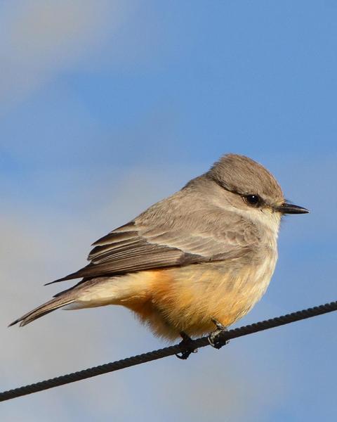 Vermilion Flycatcher (Northern)