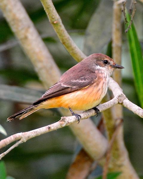 Vermilion Flycatcher (Northern)