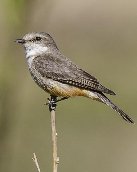 Vermilion Flycatcher (Northern)