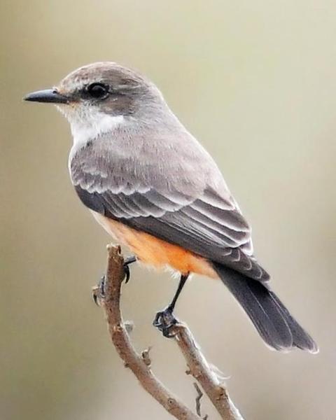 Vermilion Flycatcher (Northern)