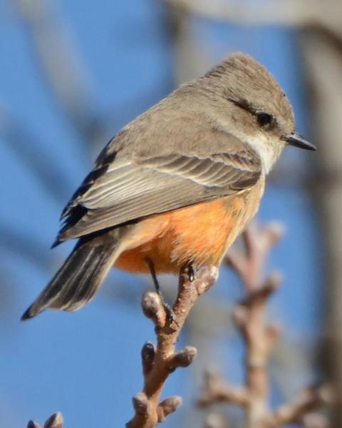 Vermilion Flycatcher (Northern)
