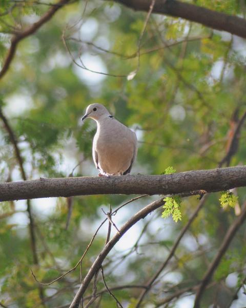Eurasian Collared-Dove (Eurasian)