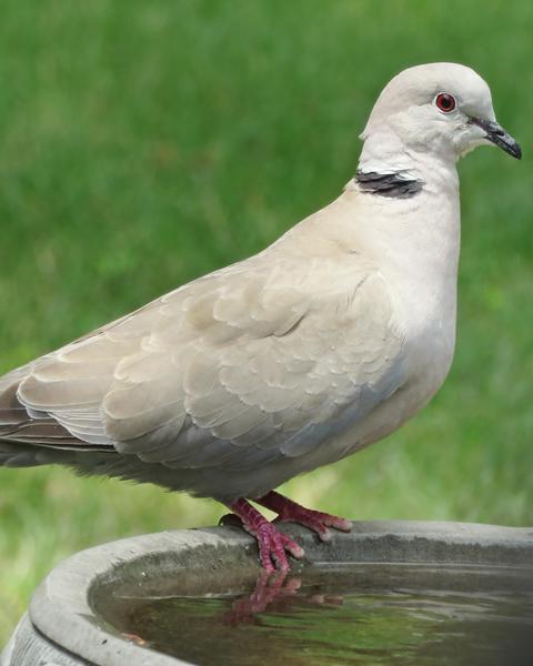 Eurasian Collared-Dove (Eurasian)