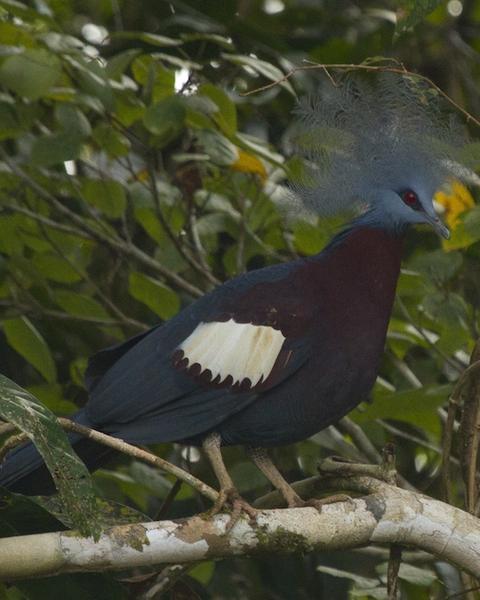 Sclater's Crowned-Pigeon