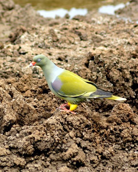 African Green-Pigeon (African)