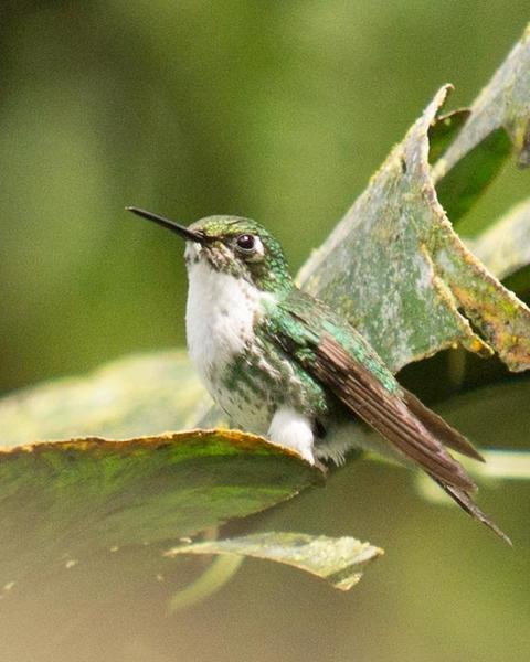 Booted Racket-tail (White-booted)
